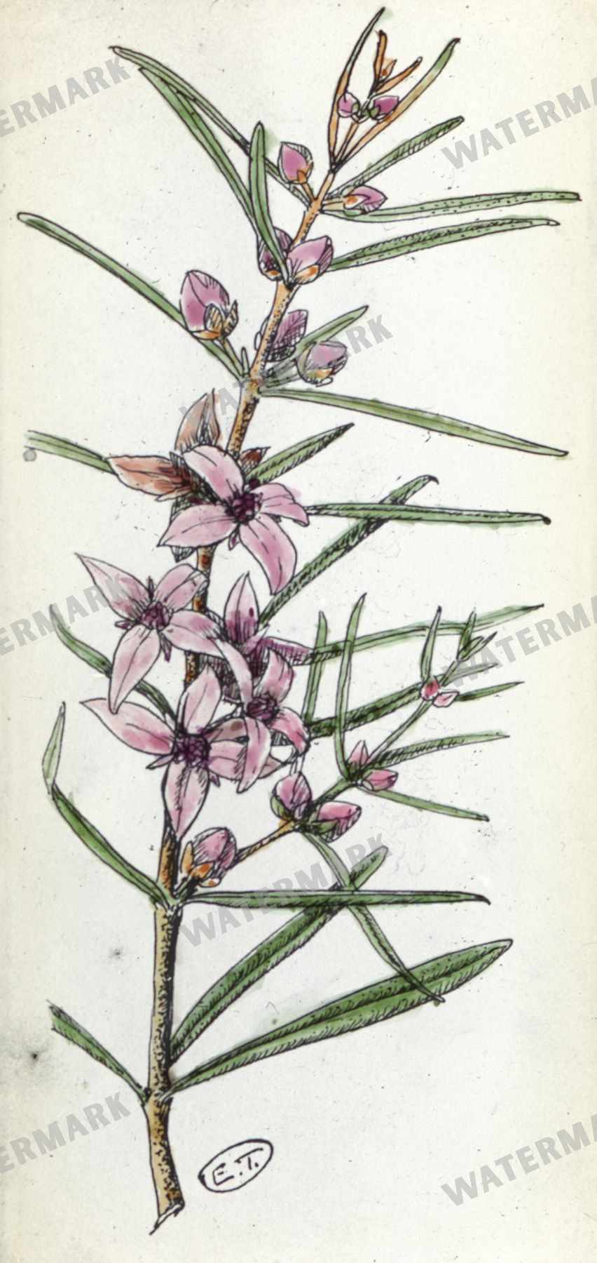 Floral vintage illustration, printable digital download, image 6