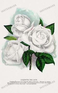 Folio Of Botanical Specimen Vintage Prints