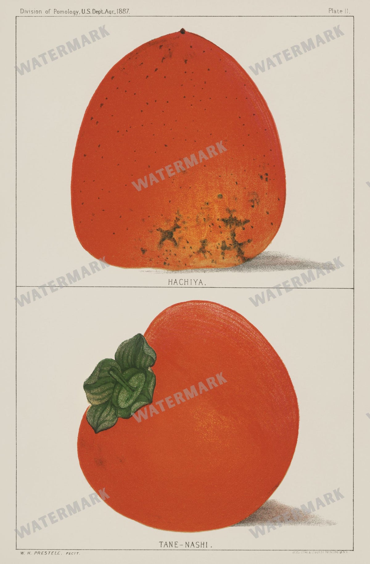 Lithographs Vintage Paintings