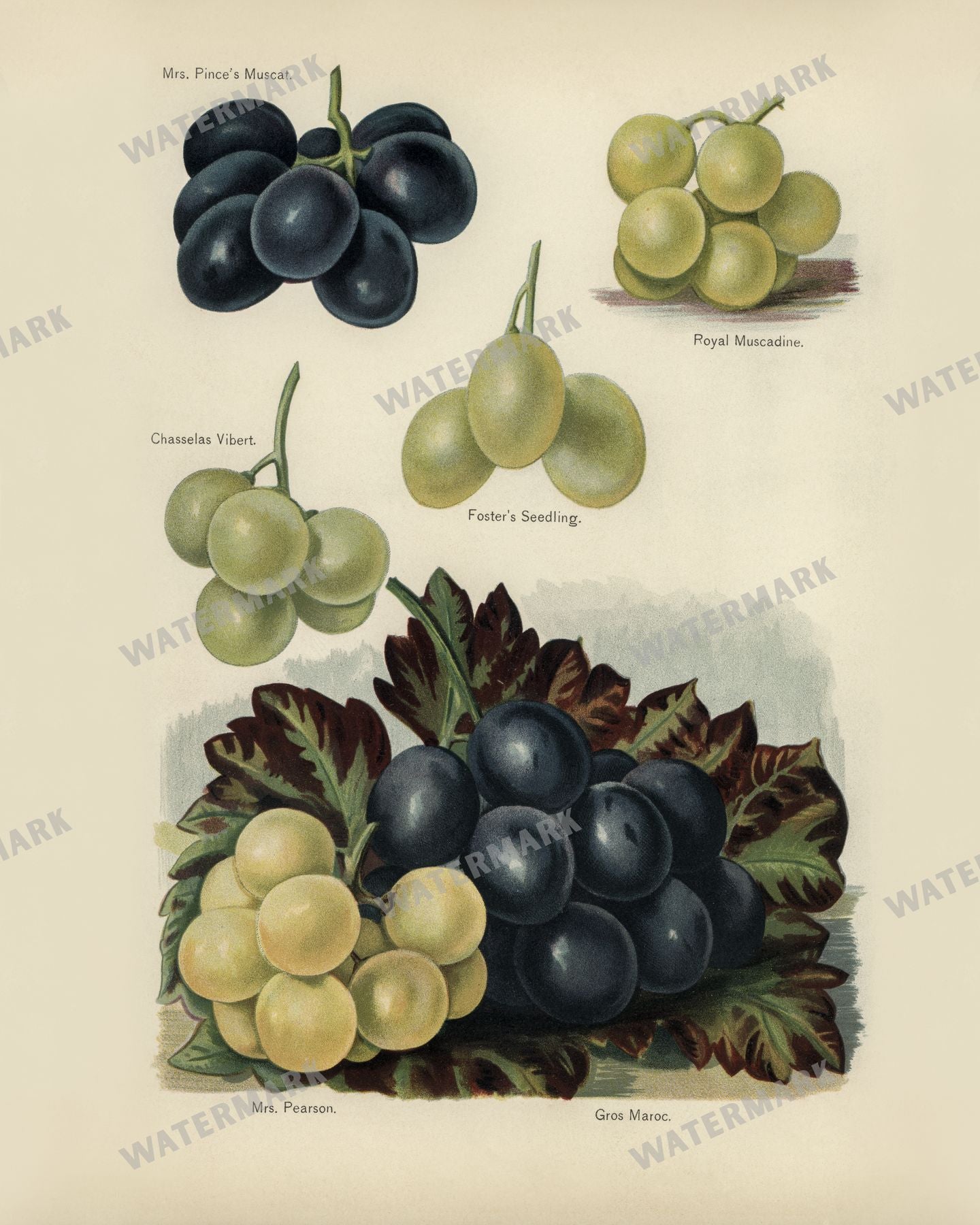 The Fruit Grower'S Guide Vintage Paintings