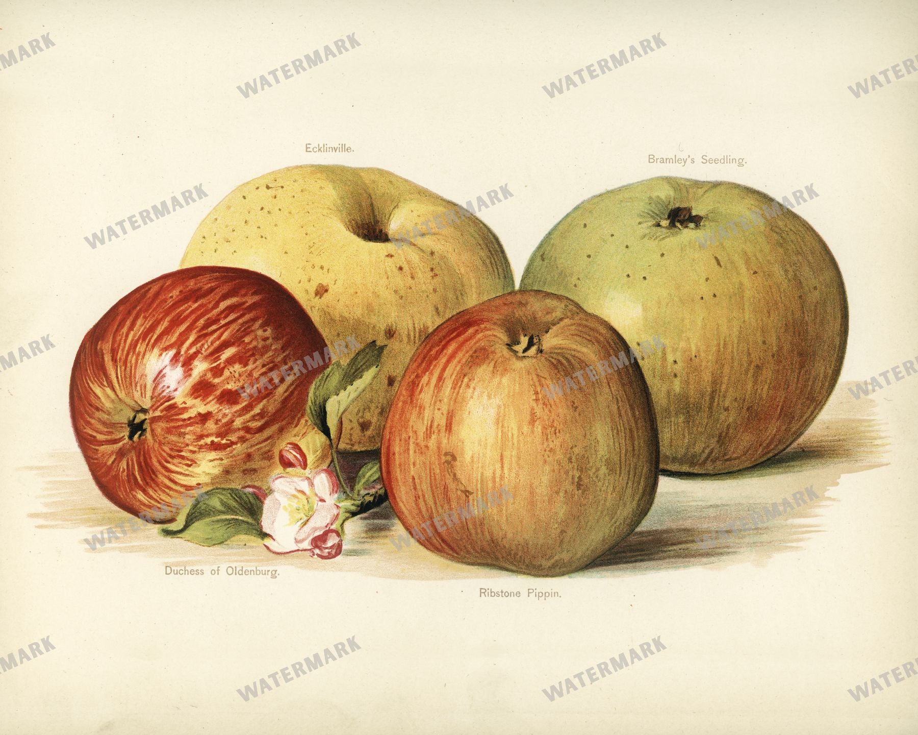 The Fruit Grower'S Guide Vintage Paintings