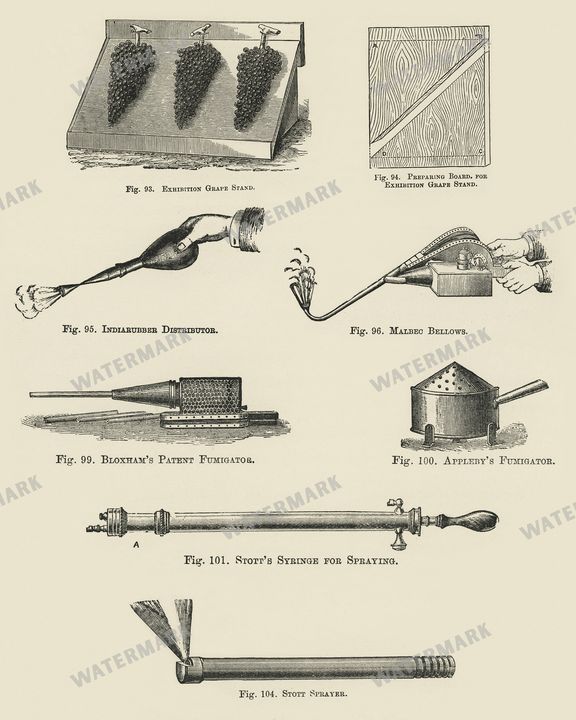 The Fruit Grower'S Guide Vintage Paintings