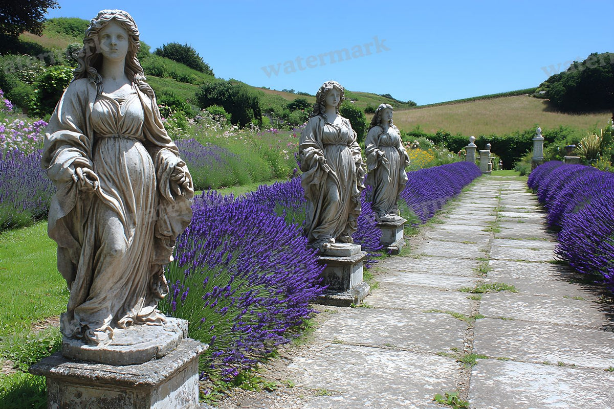Victorian Lavender Garden Backdrop Images