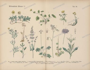 Vintage Botanical Vintage Prints