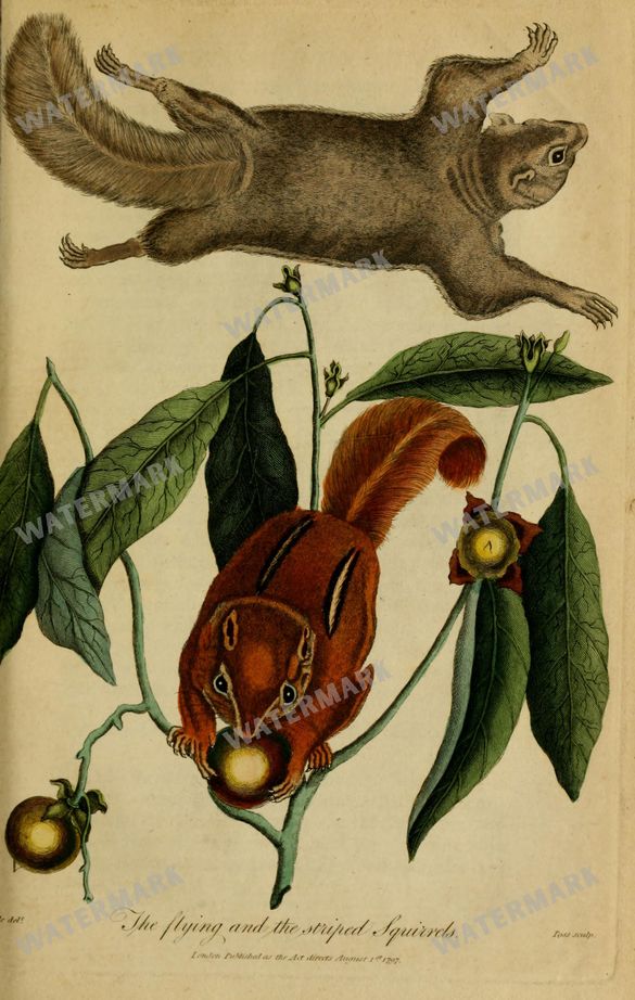 Wildlife Vintage Prints