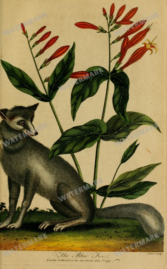 Wildlife Vintage Prints