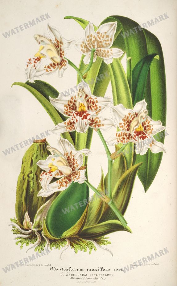 Floral Illustrations