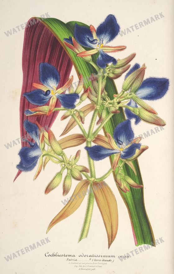 Floral Illustrations