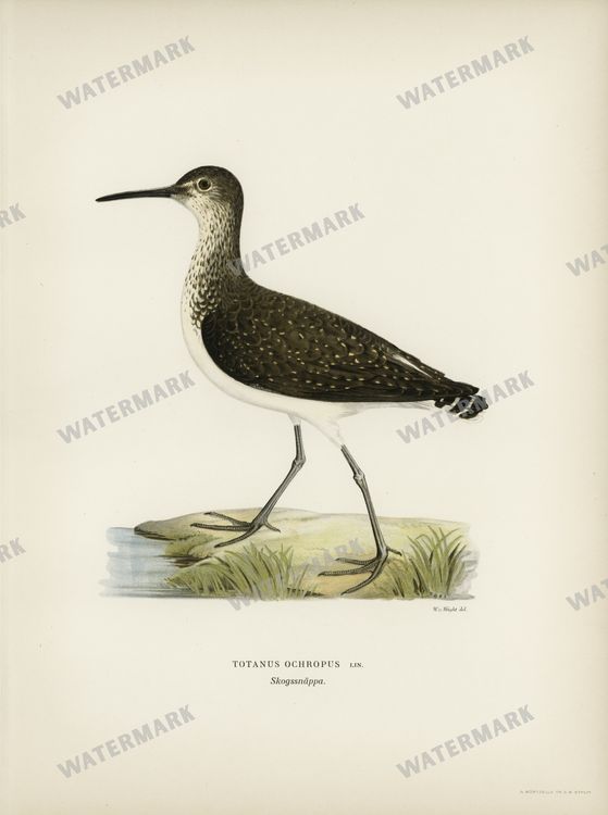 Birds Vintage Prints