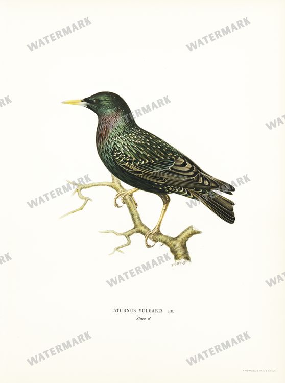 Birds Vintage Prints