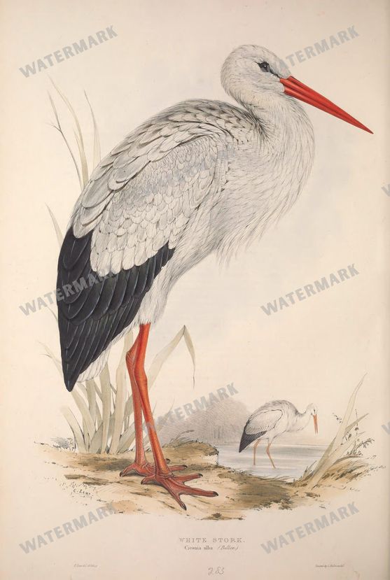 Birds Vintage Prints