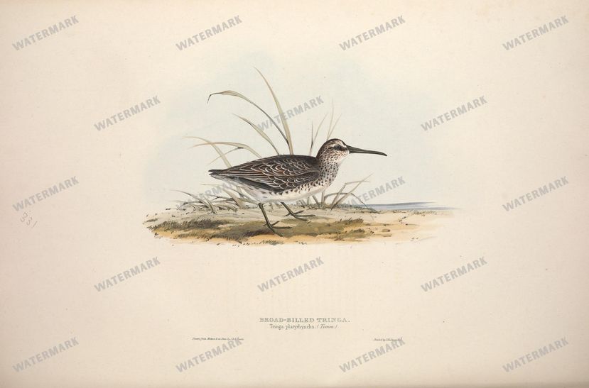 Birds Vintage Prints