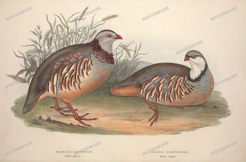 Birds Vintage Prints