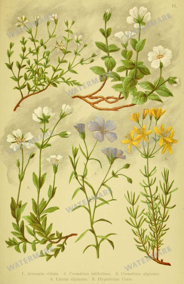 Botanical Alpen-Flora Vintage Prints