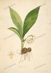 Botanical Plant Vintage Prints