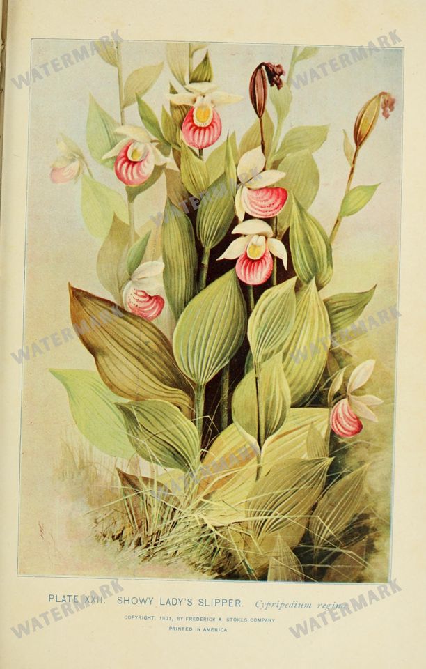 Botanical Sketches Vintage Prints