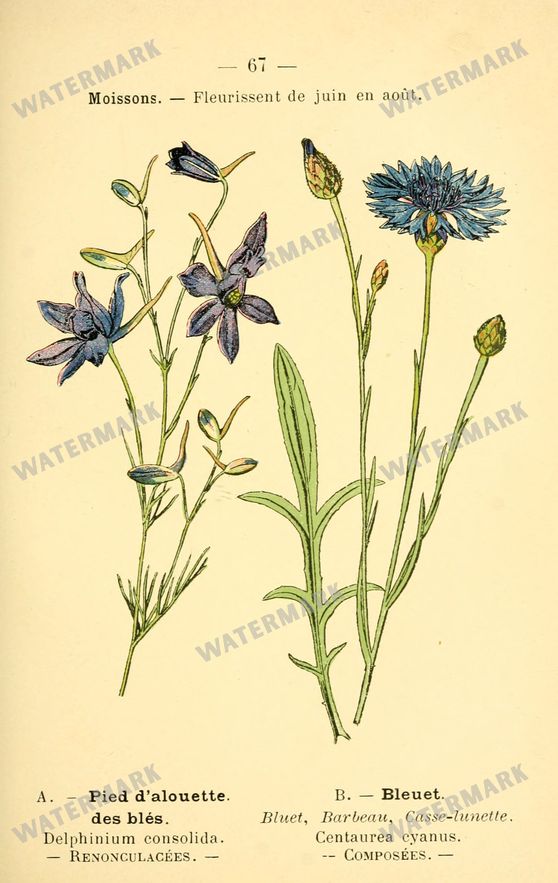 Botanical Vintage Prints