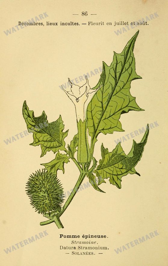 Botanical Vintage Prints