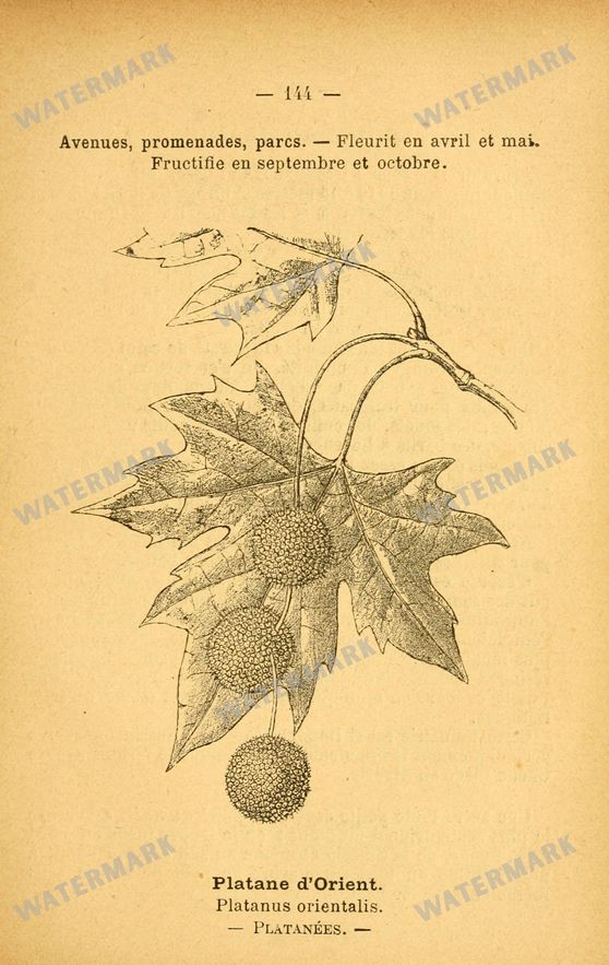 Botanical Vintage Prints