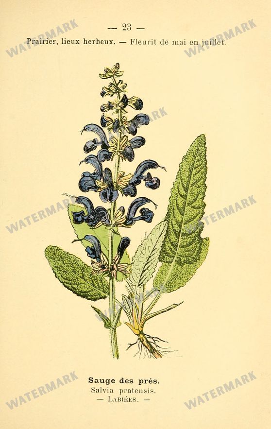 Botanical Vintage Prints