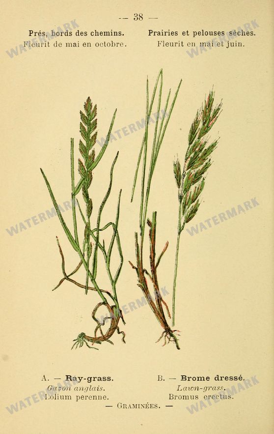 Botanical Vintage Prints