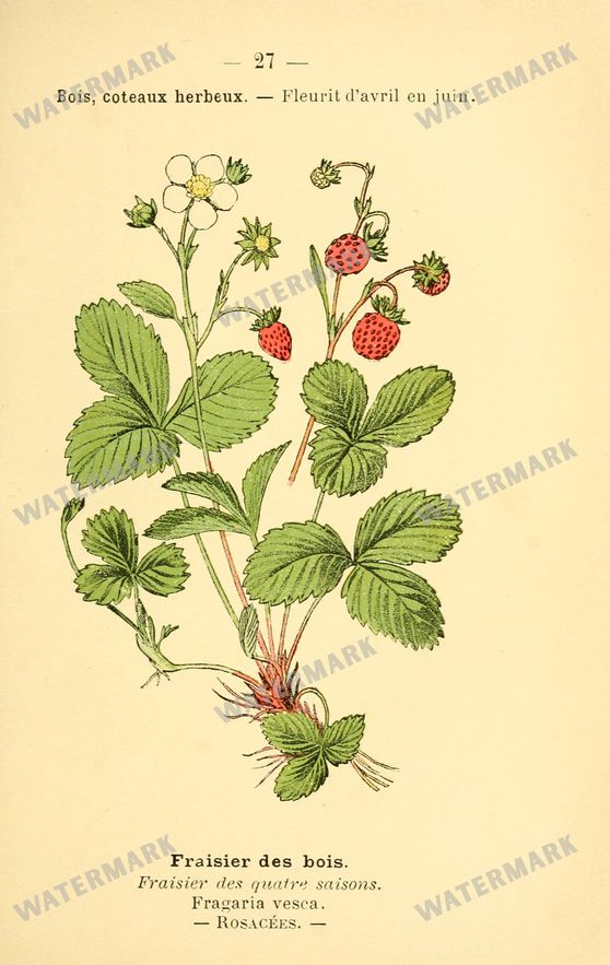 Botanical Vintage Prints