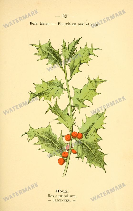 Botanical Vintage Prints