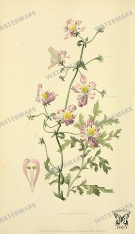 Botanical Vintage Prints
