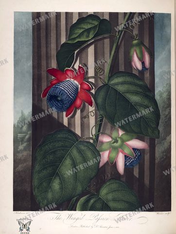 Botanical Vintage Prints