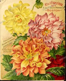 Botanical Vintage Prints