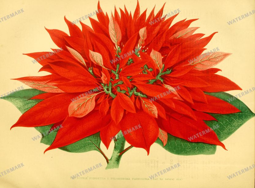 Botanical Vintage Prints
