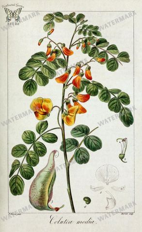 Botanical Vintage Prints