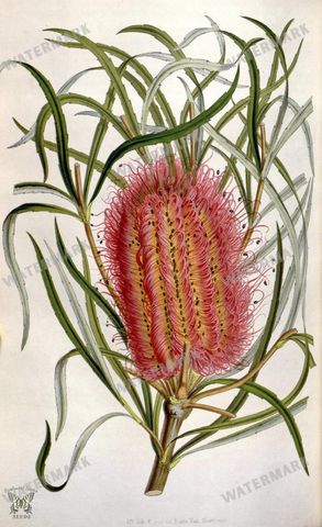 Botanical Vintage Prints