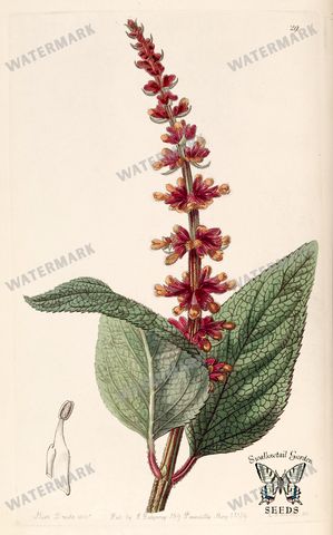 Botanical Vintage Prints