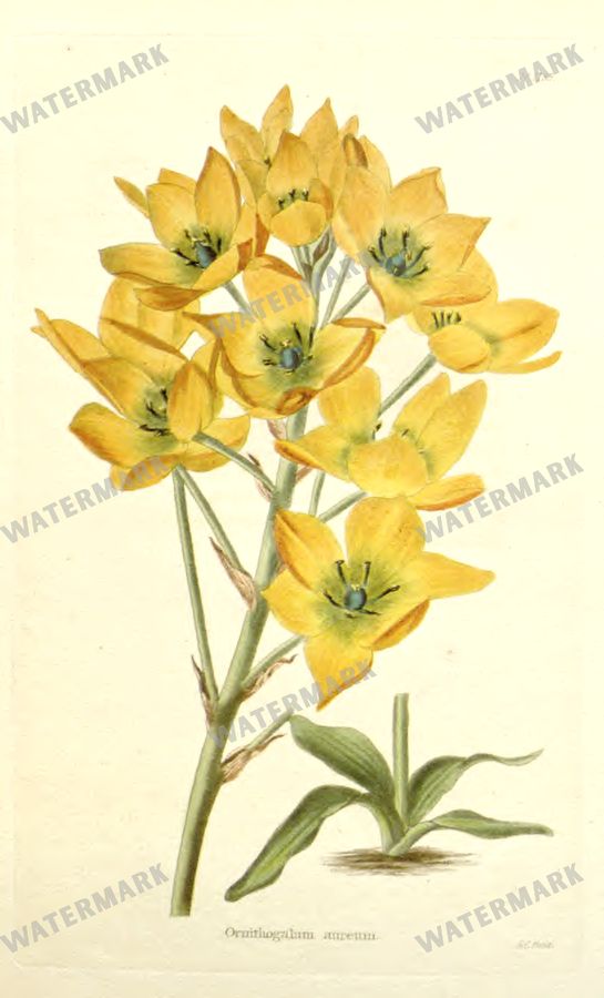 Botanical Vintage Prints