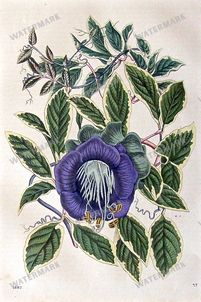 Botanical Vintage Prints