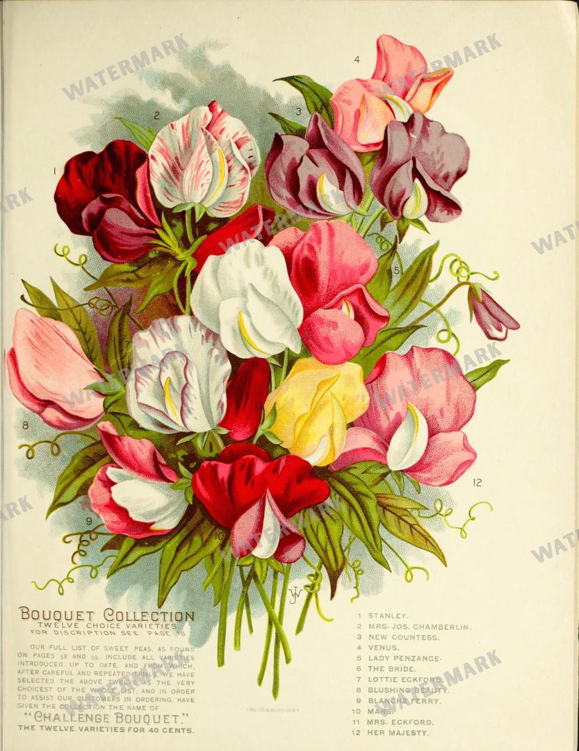 Botanical Vintage Prints