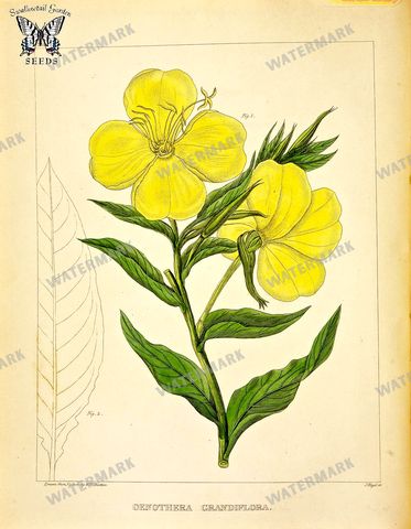 Botanical Vintage Prints