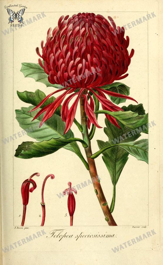 Botanical Vintage Prints