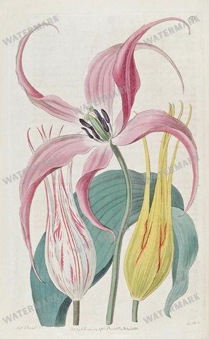 Botanical Vintage Prints