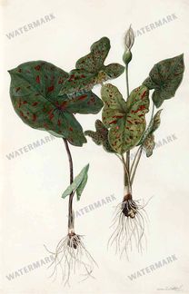 Botanical Vintage Prints