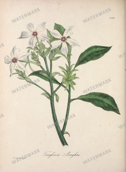Botanical Vintage Prints