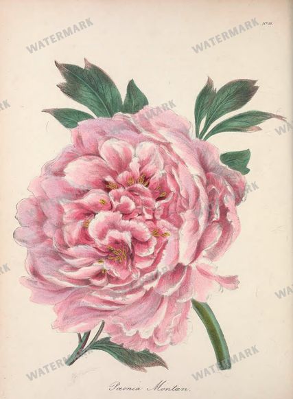 Botanical Vintage Prints
