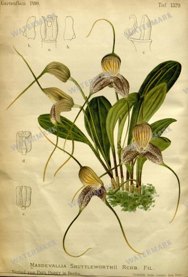 Botanical Vintage Prints