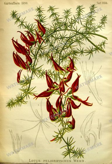 Botanical Vintage Prints
