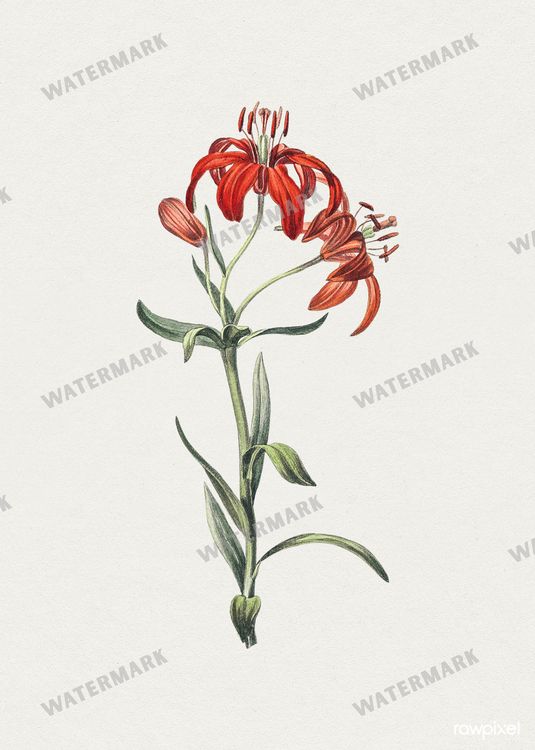 Botanical Vintage Prints