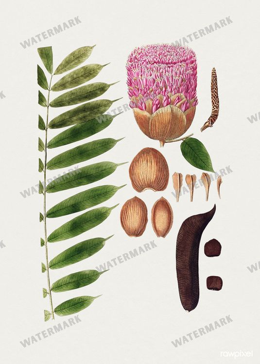 Botanical Vintage Prints
