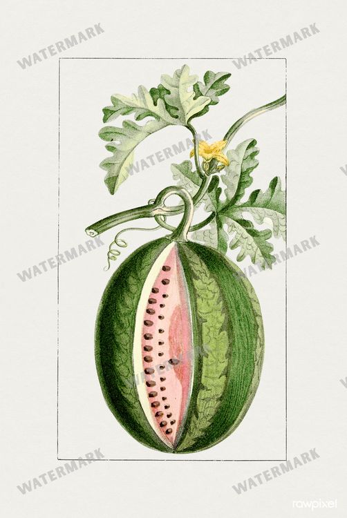 Botanical Vintage Prints