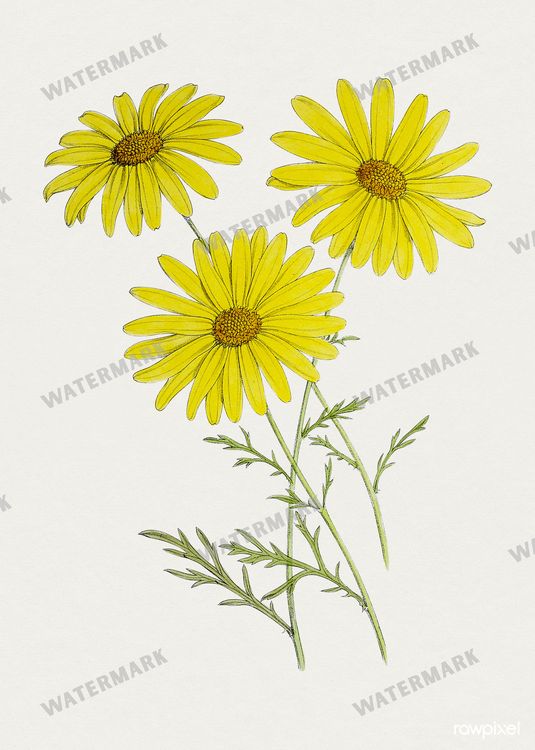 Botanical Vintage Prints
