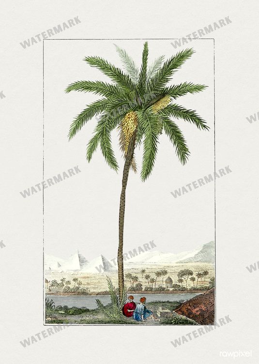 Botanical Vintage Prints